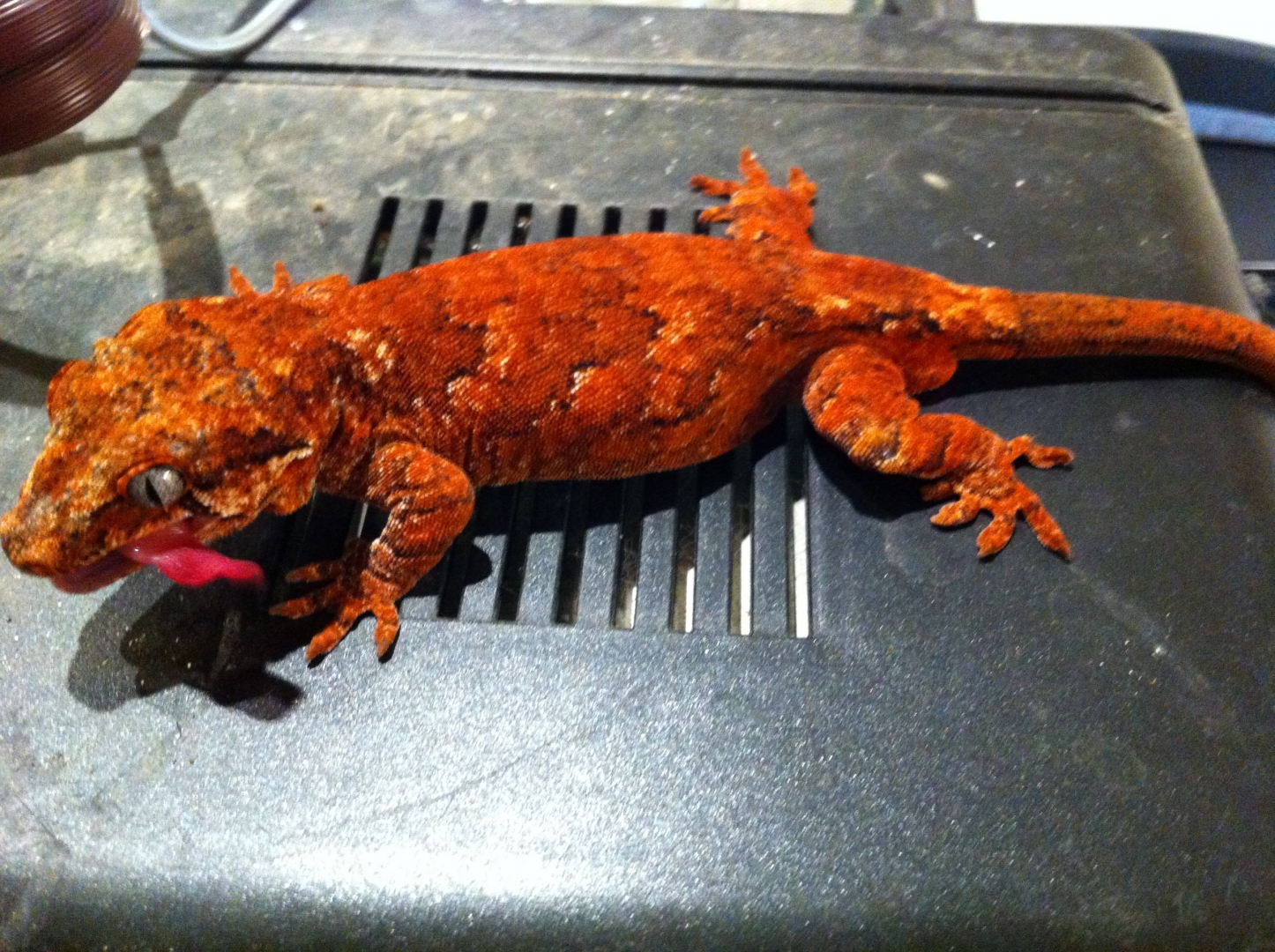 Red gargolye