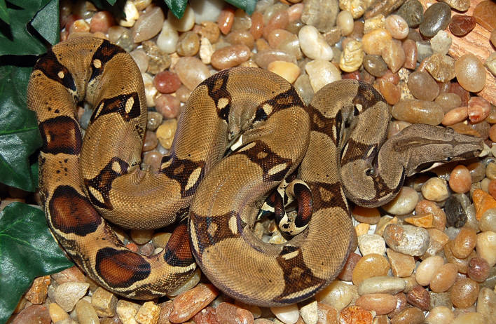 Red Group Het Ivory Male