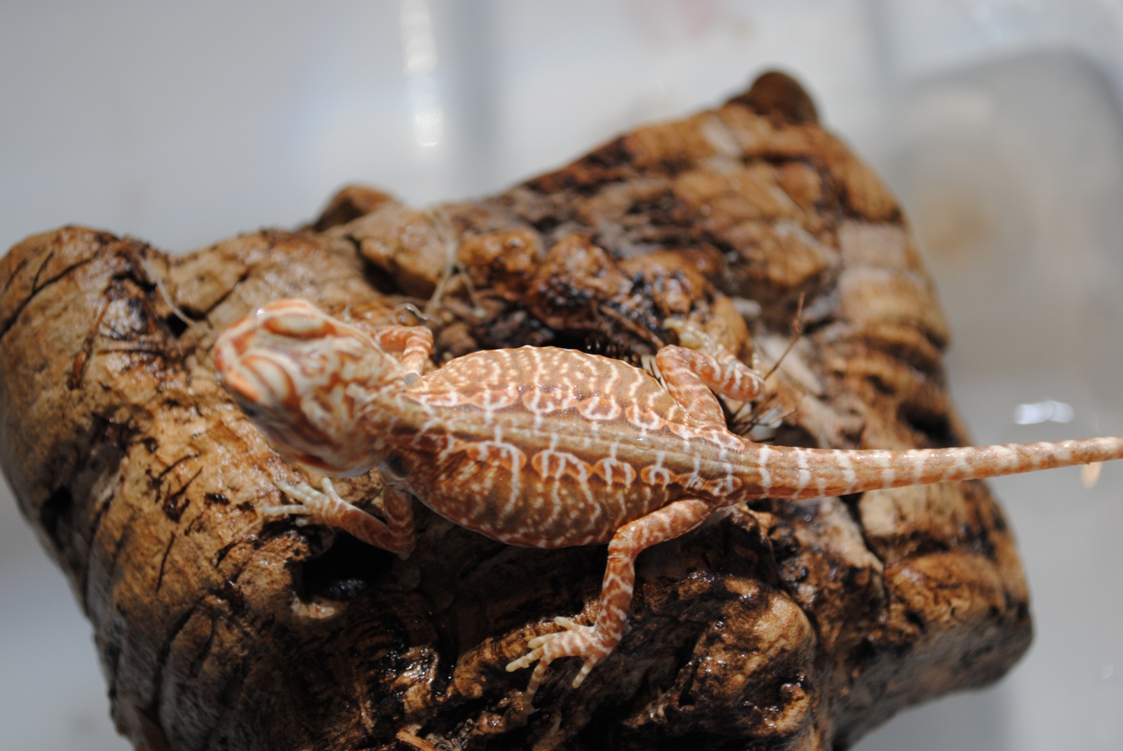 Red Hypo Tranlucent (Super) Leathers &amp;amp; Silkies