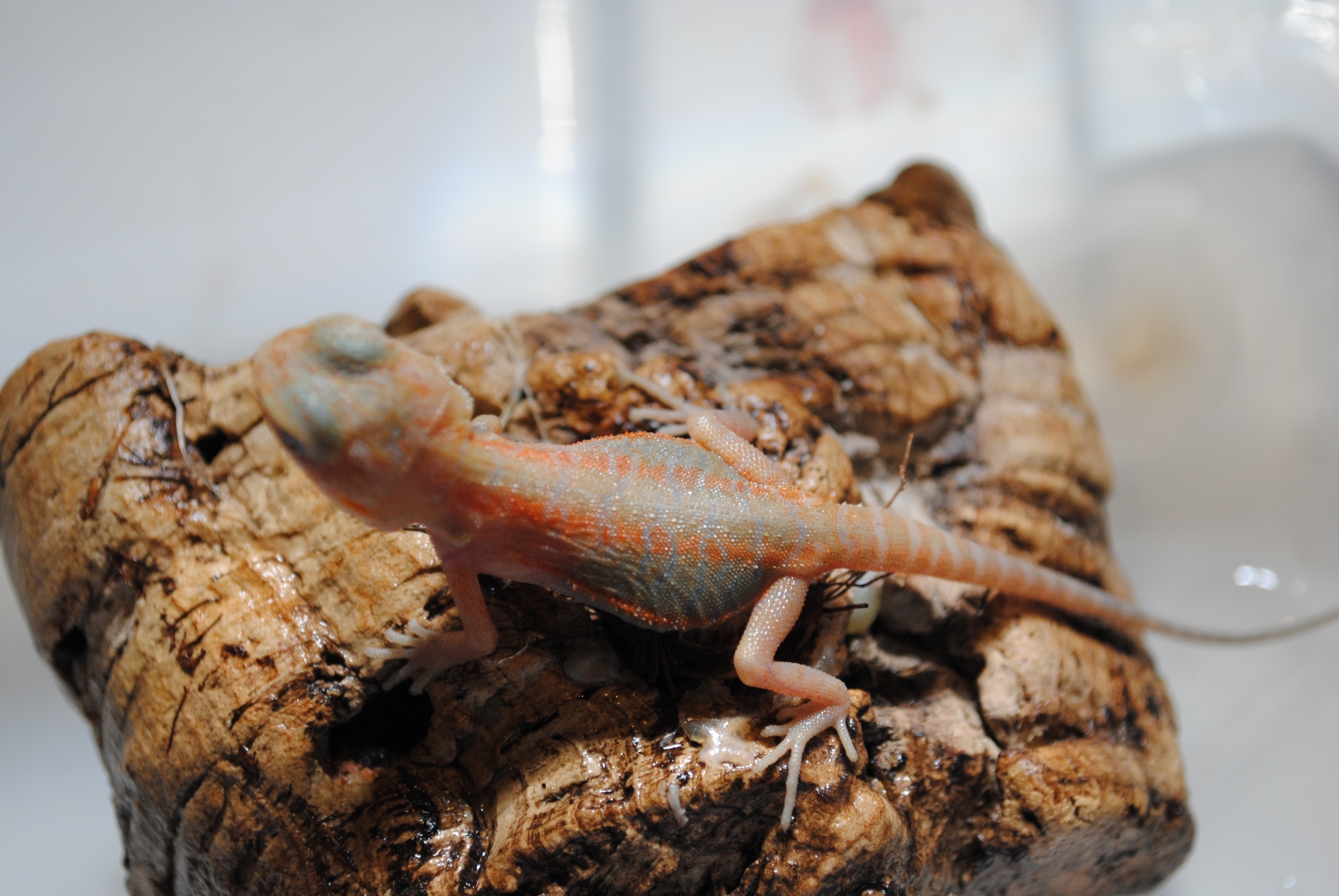 Red Hypo Tranlucent (Super) Leathers &amp;amp; Silkies