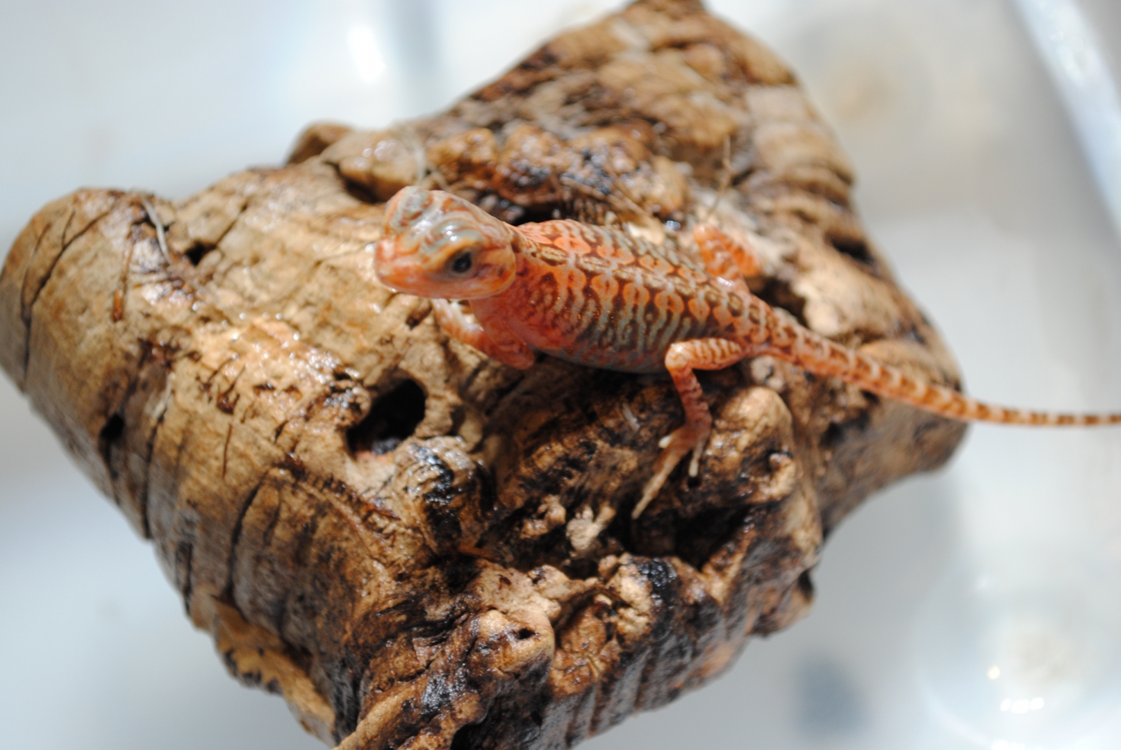 Red Hypo Tranlucent (Super) Leathers &amp;amp; Silkies