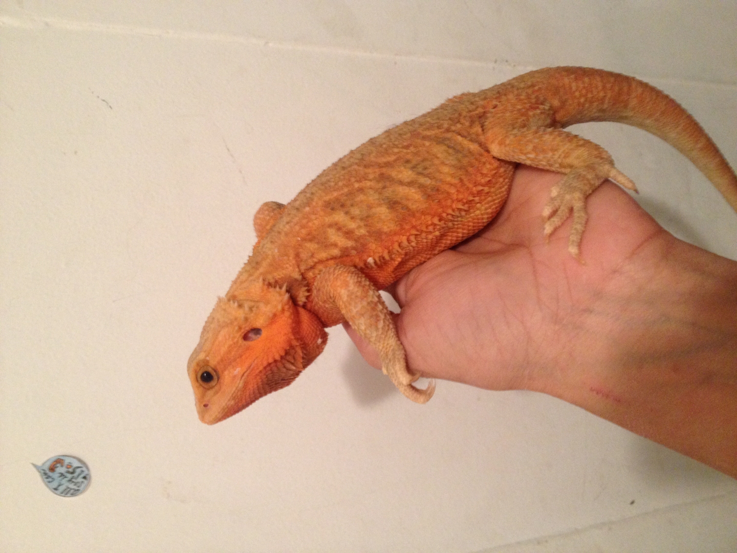 Red hypo trans female