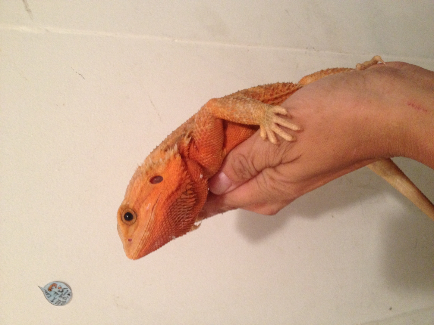 Red hypo trans female