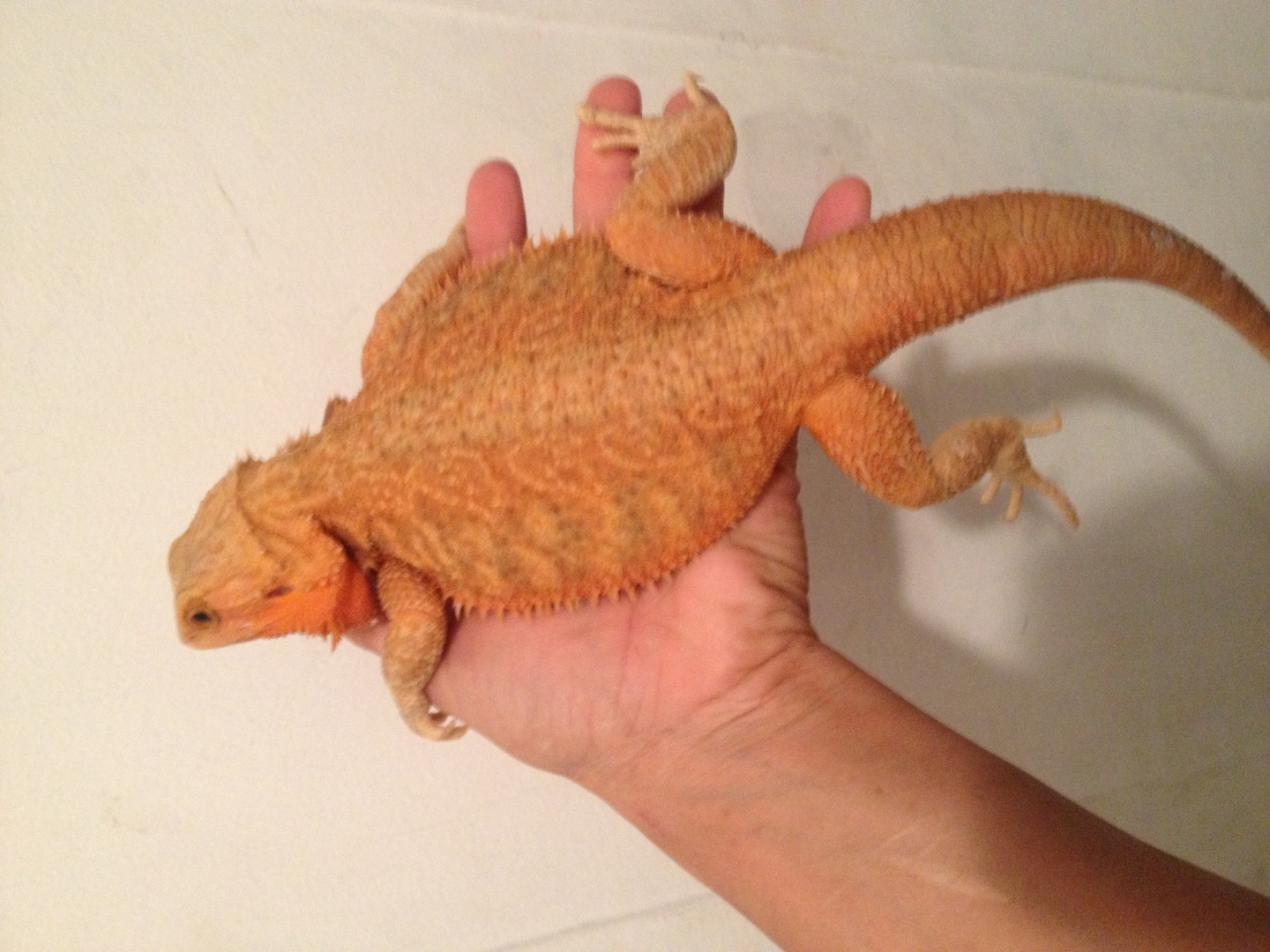 Red hypo trans female