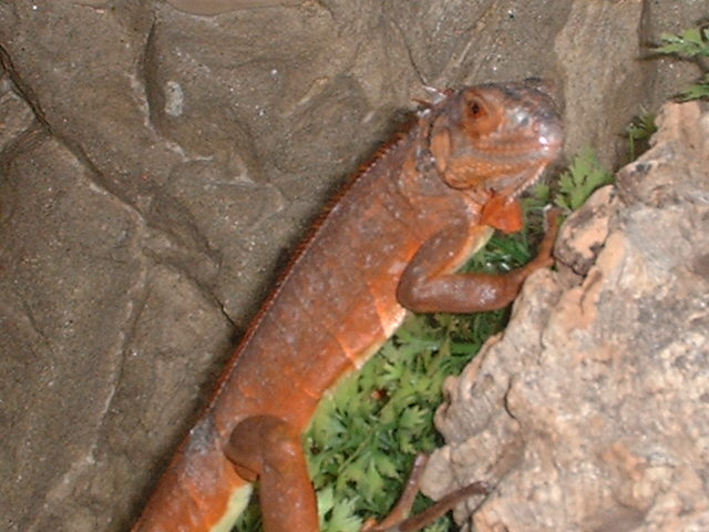 Red Iguana born in El Salvador 2006