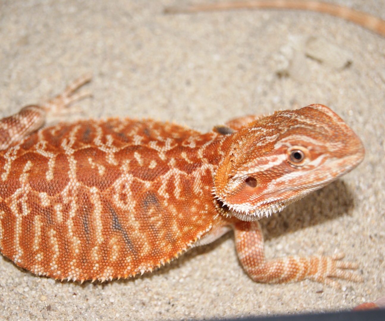 Red Italian Micro Leather(fantastic genetics)