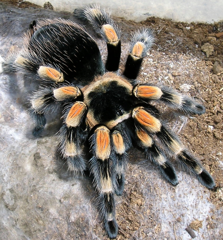 Red Knee