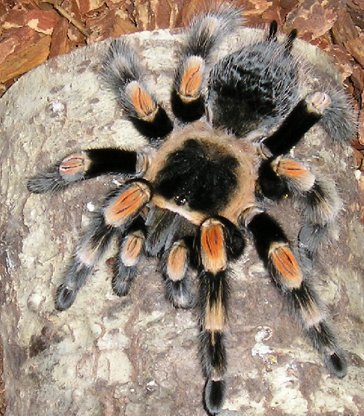 Red Knee