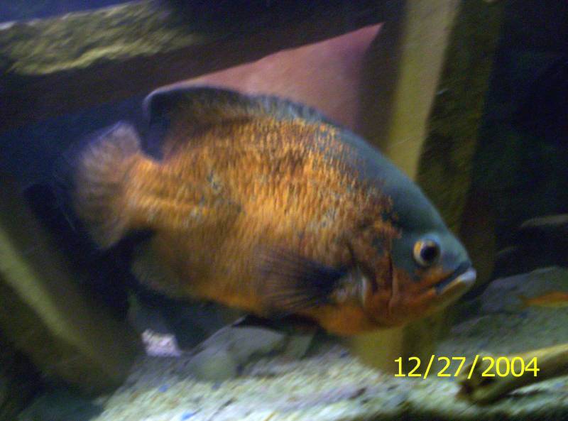 red oscar