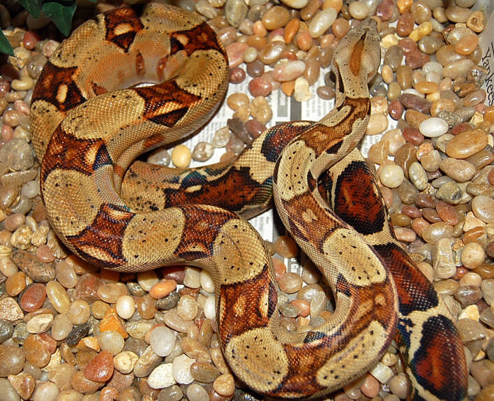 Red Pastel female