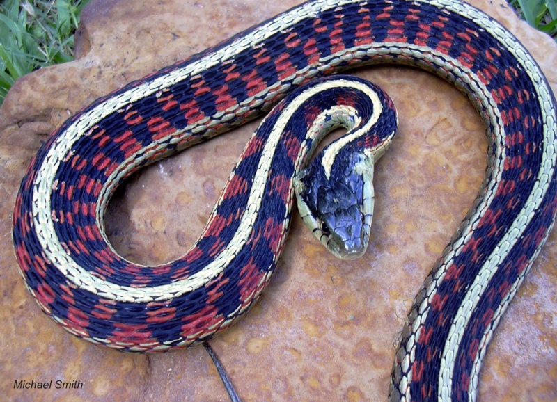 Red-sided garter snake