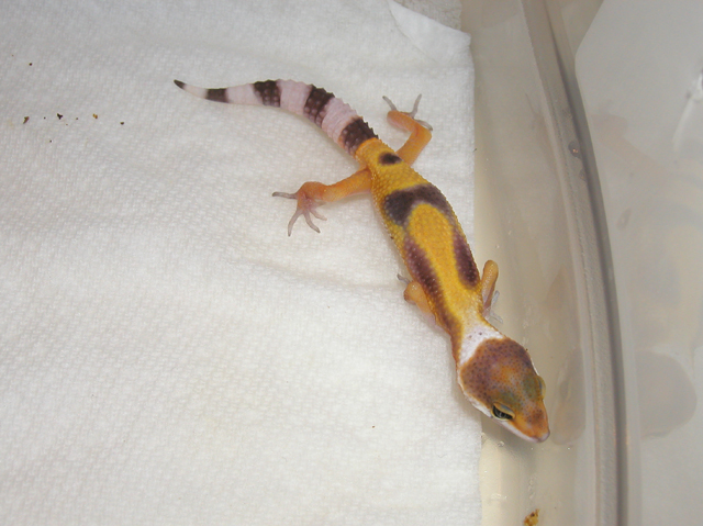 Red Stripe 1 After Shed