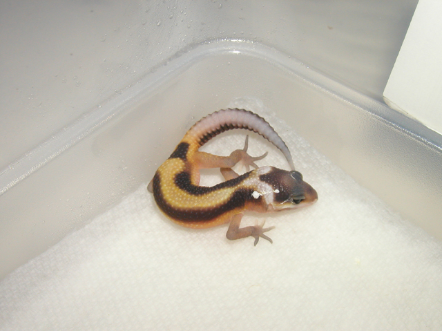 Red Stripe - Just Hatched