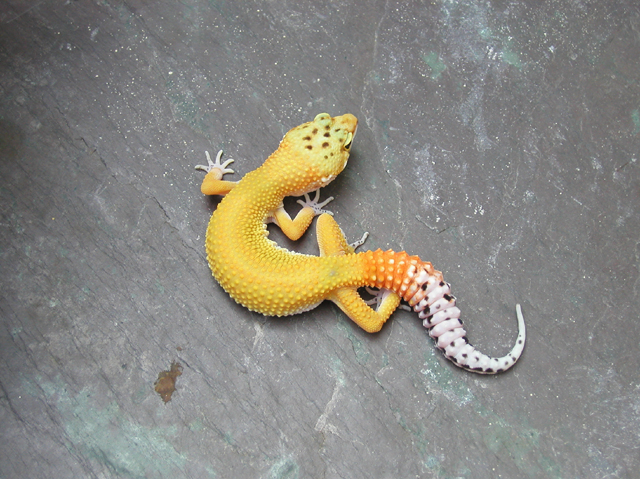 Red Stripe x Hypo Tangerine Female
