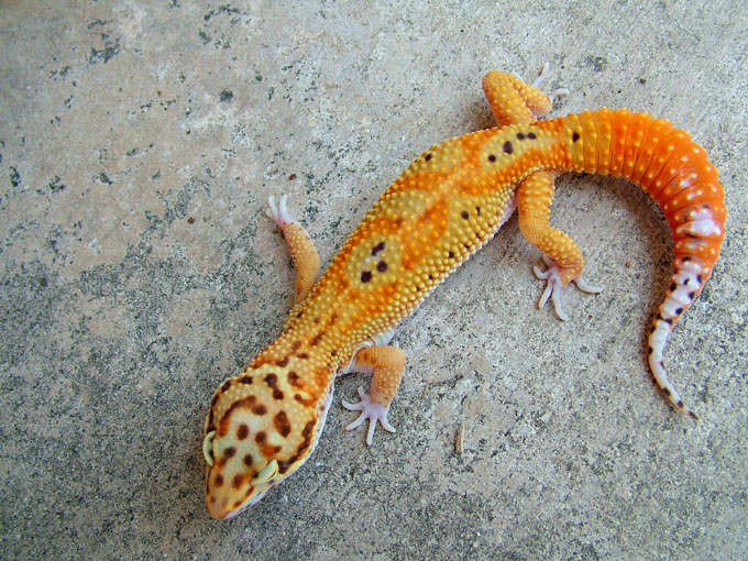 Red Stripe x Reverse Stripe Giant Albino