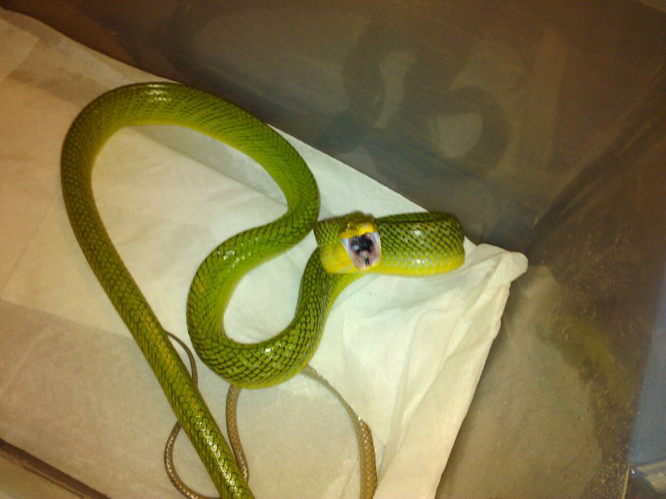 RED TAIL GREEN RAT
