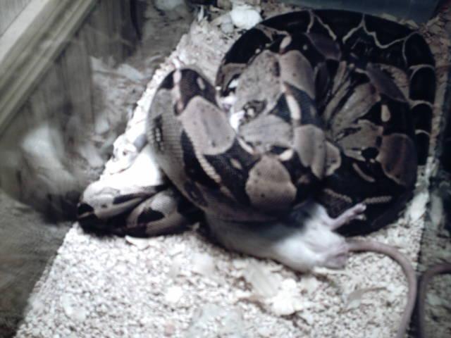 red tail