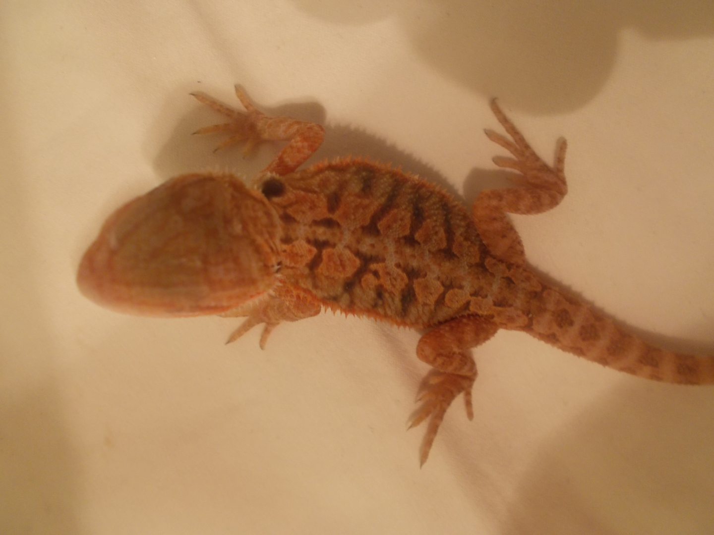 Red Trans het Hypo