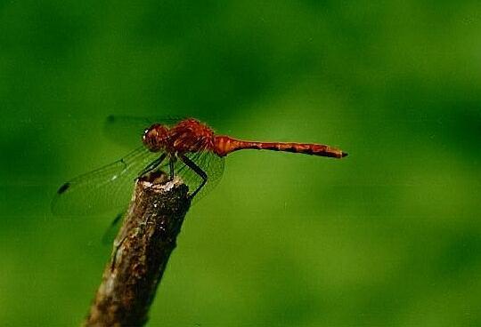 red_dragon