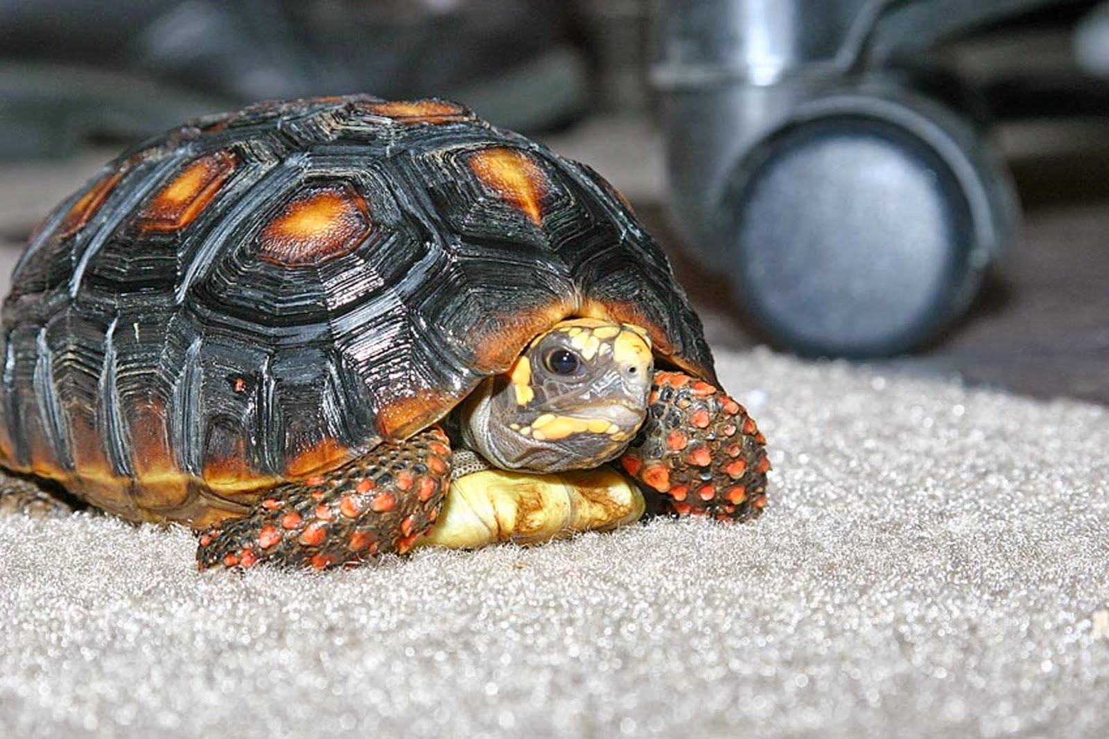 Red_Foot_Tortoise