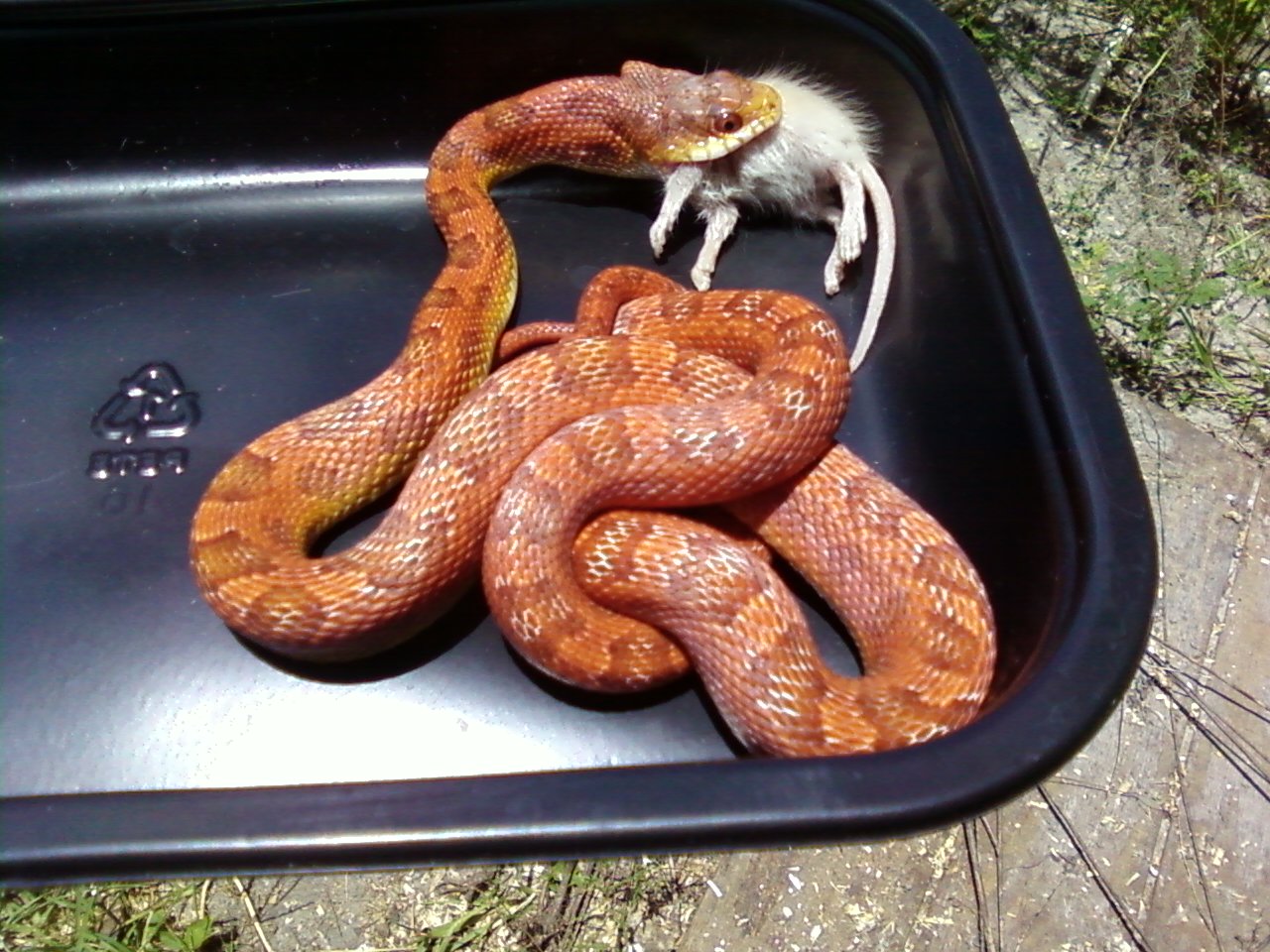 Red_Texas_Rat_het_leucistic3_female