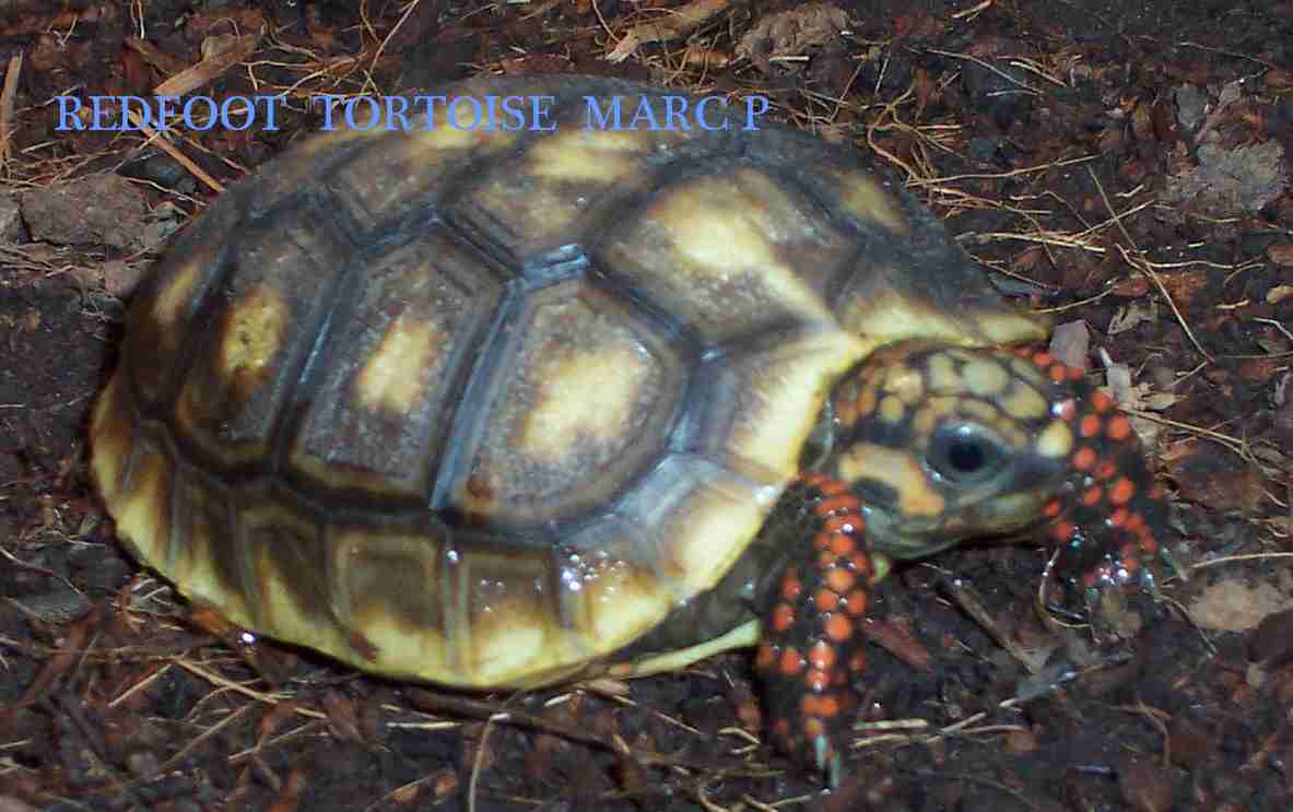 REDFOOT TORTOISE
