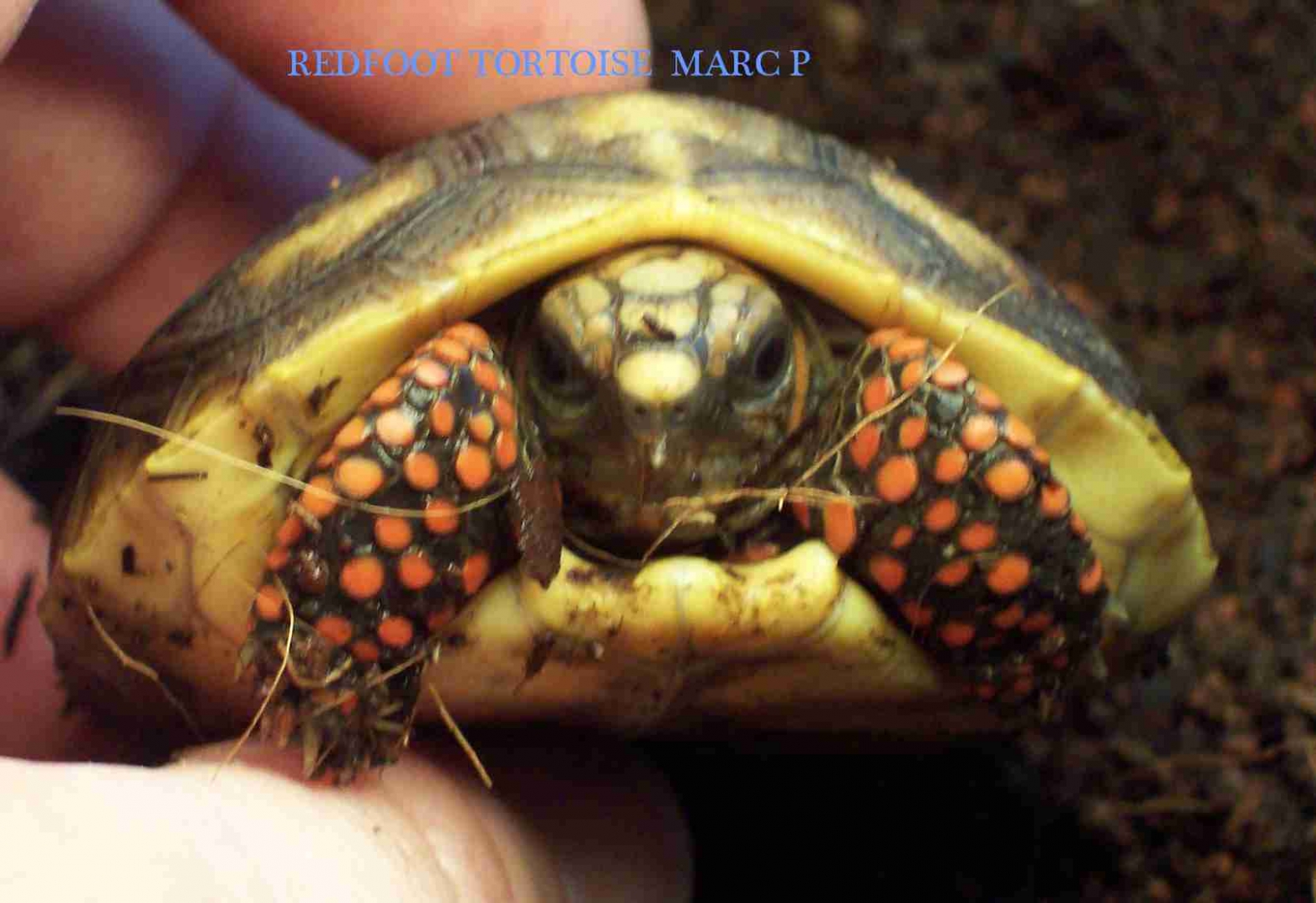 REDFOOT TORTOISE