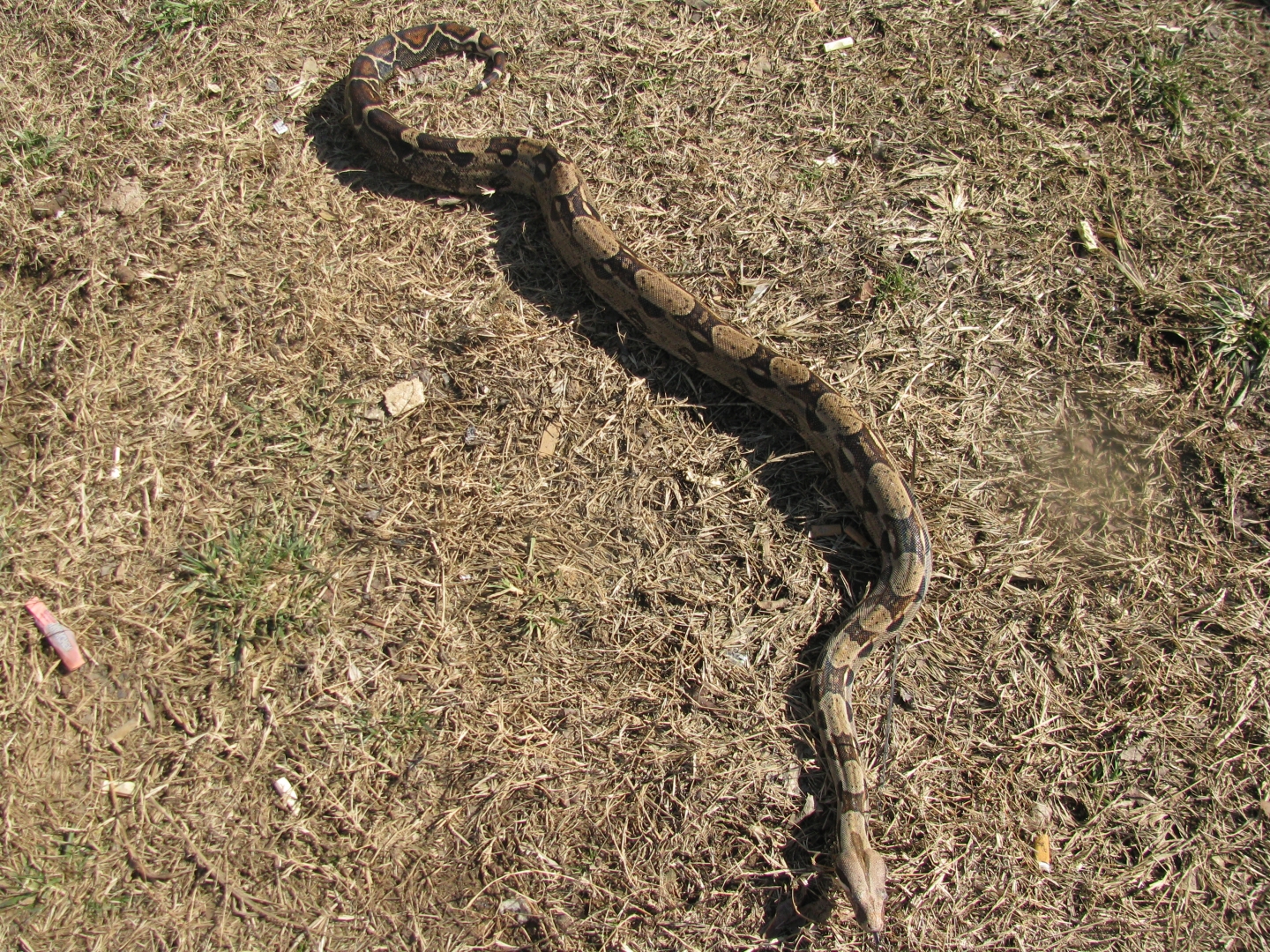 Redtail boa outside