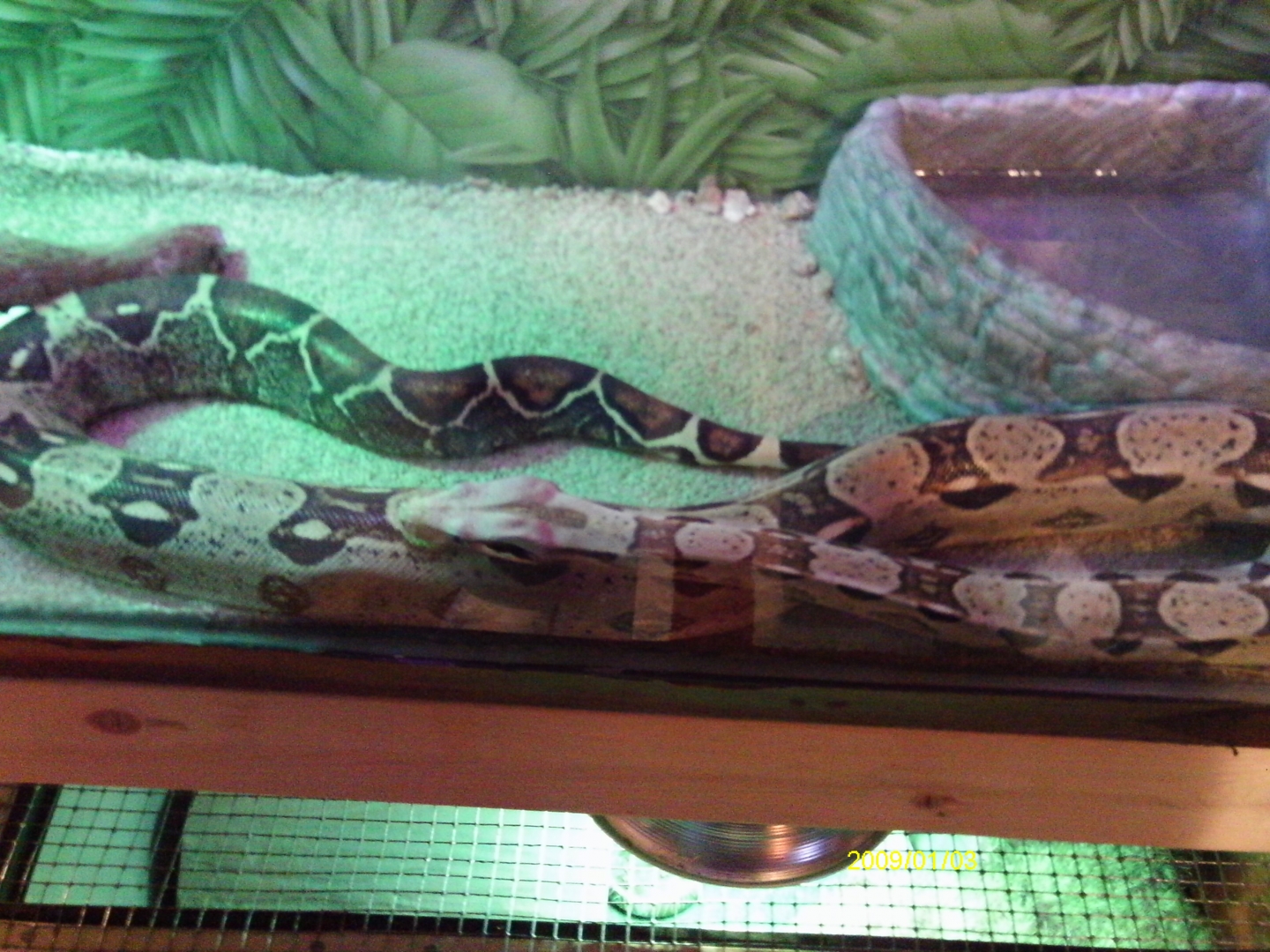 Redtail boa