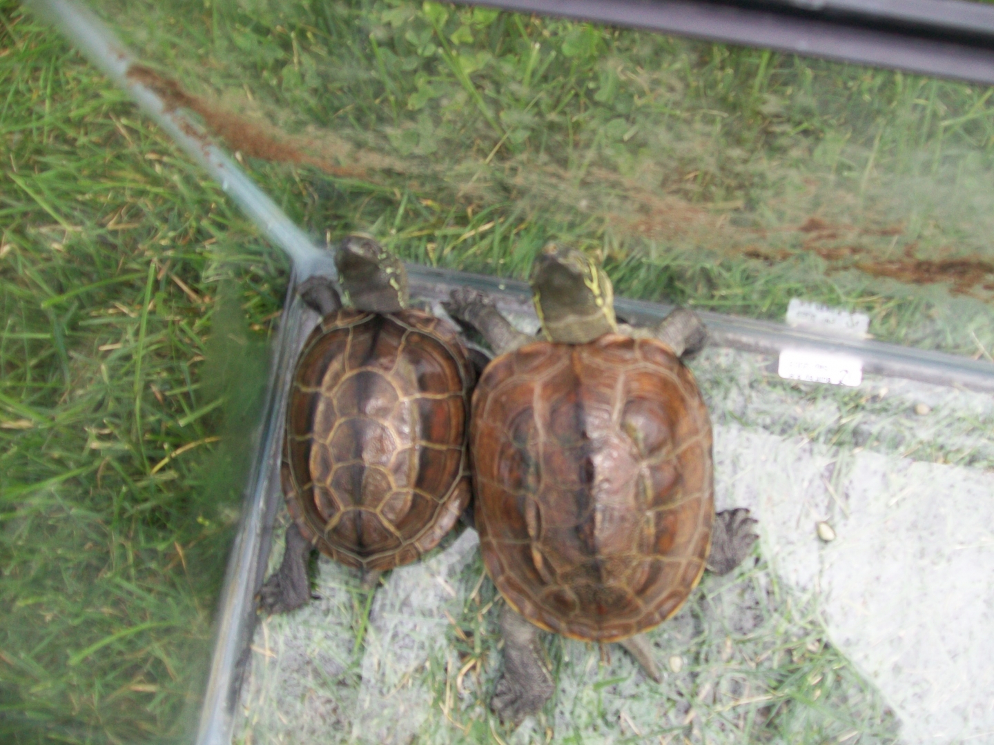 Reeve's Turtles