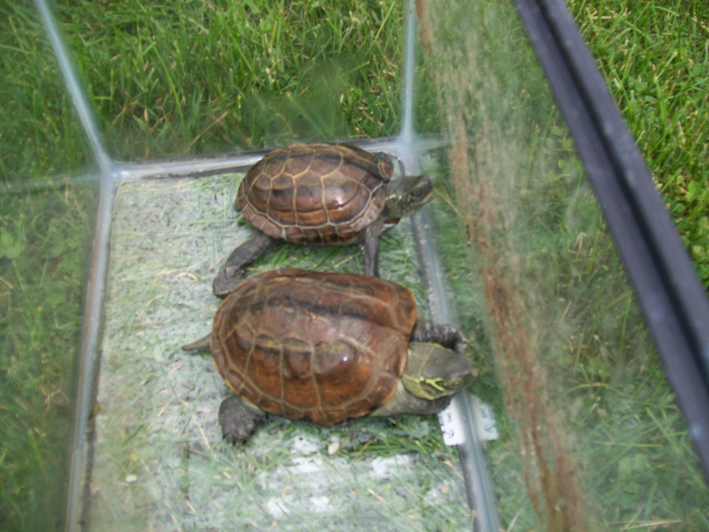 Reeve's Turtles