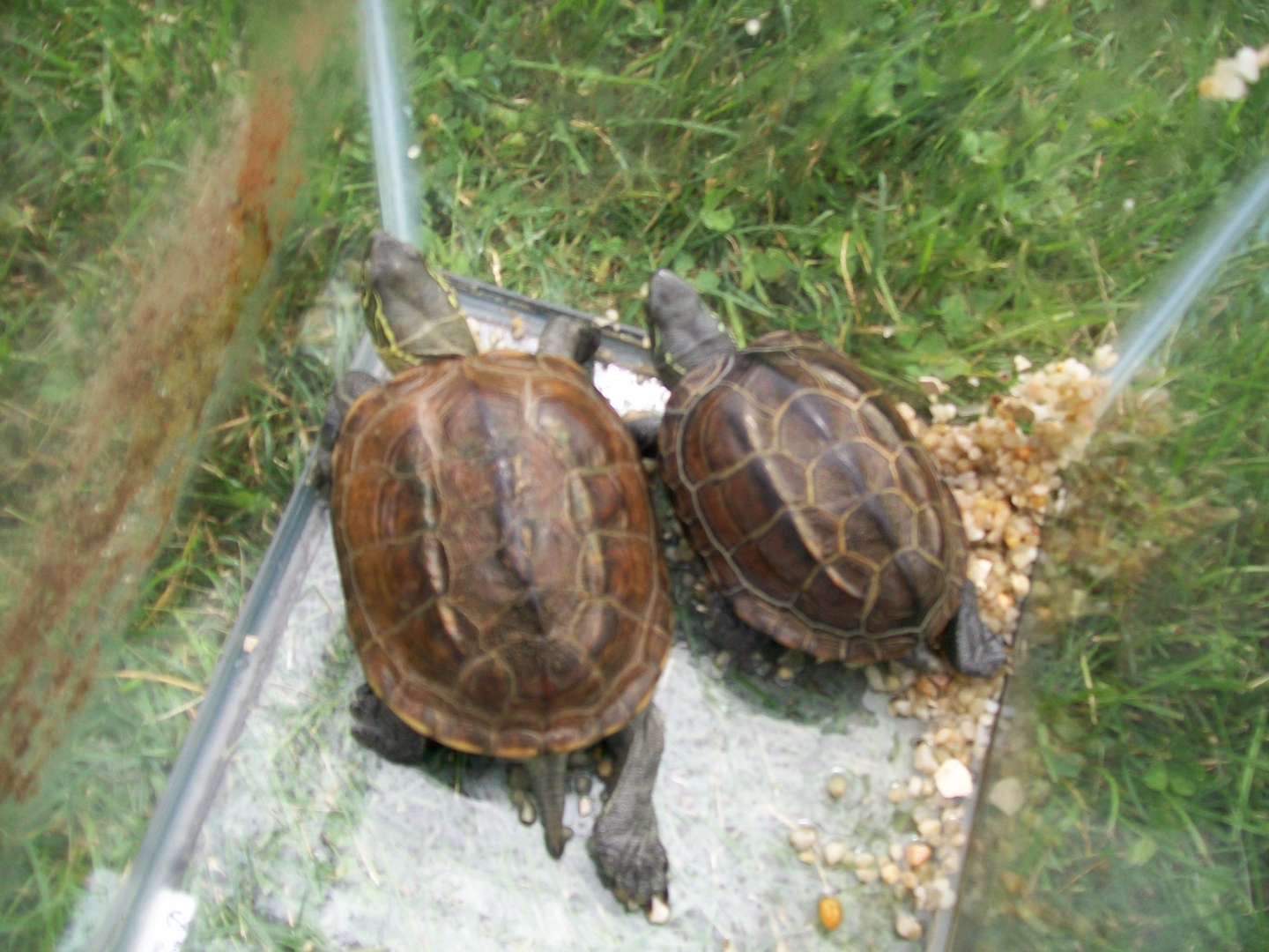 Reeve's Turtles