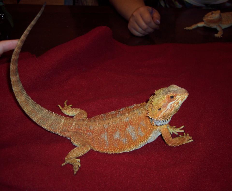 Reggie