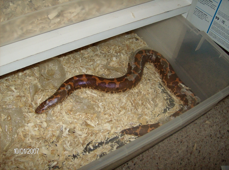 Regular phase adult female