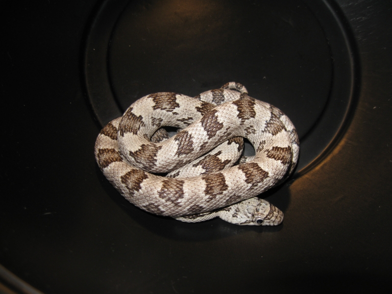 Remaining White Oak Gray Ratsnake babies