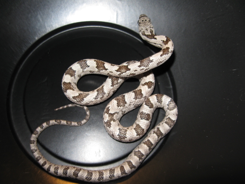 Remaining White Oak Gray Ratsnake babies