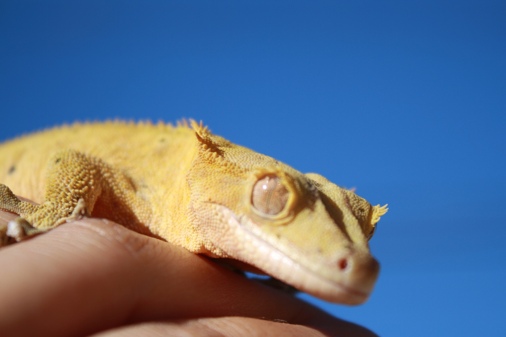 reptar