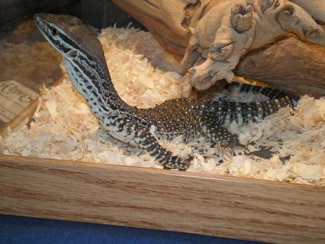 reptiles_056