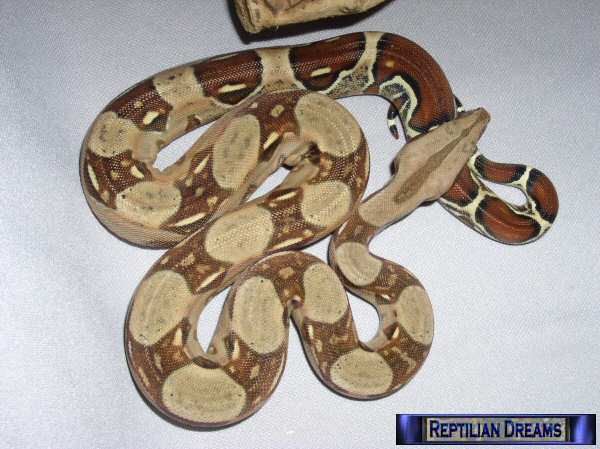 Reptilian Dreams