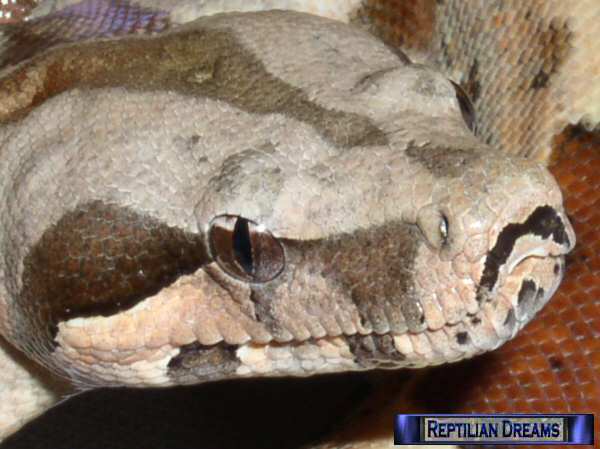 Reptilian Dreams