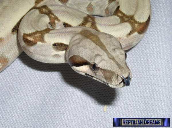 Reptilian Dreams