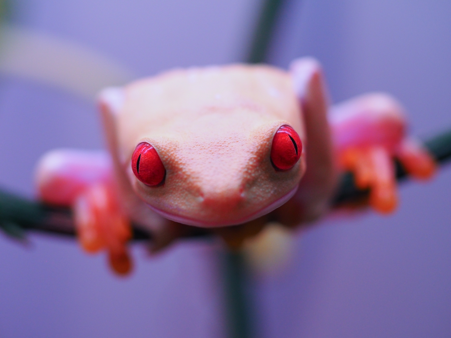 RETF_Albino_Female_01C