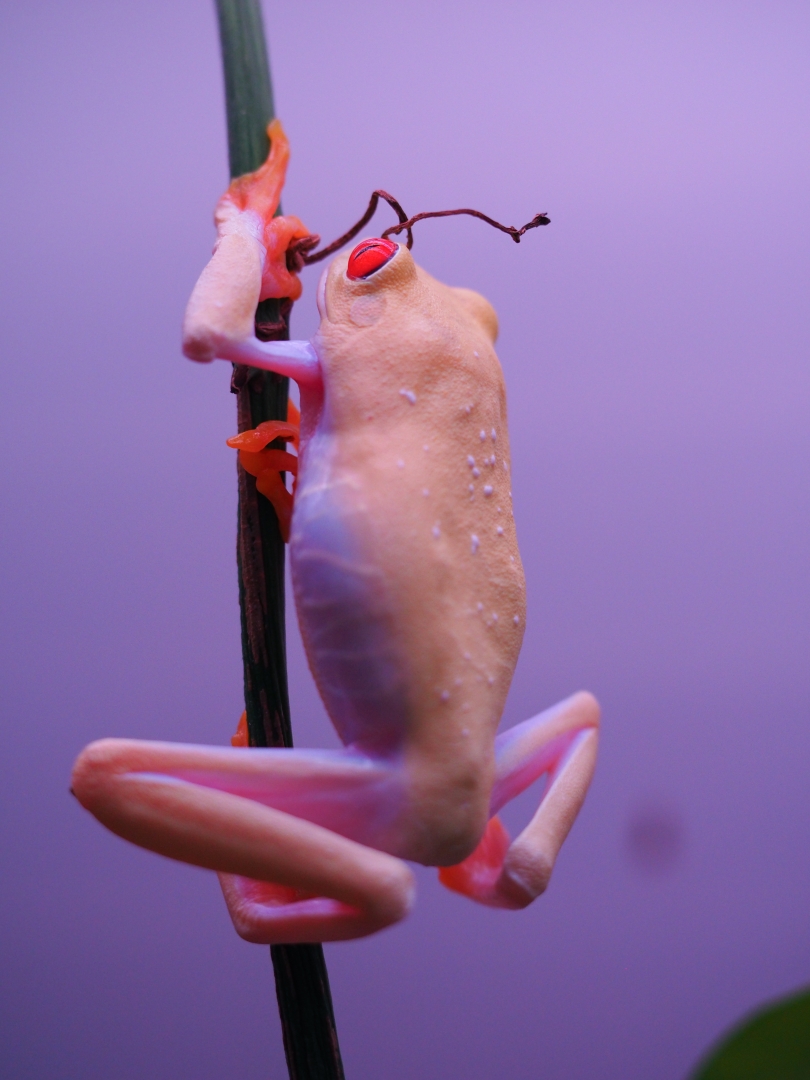 RETF_Albino_Female_01D
