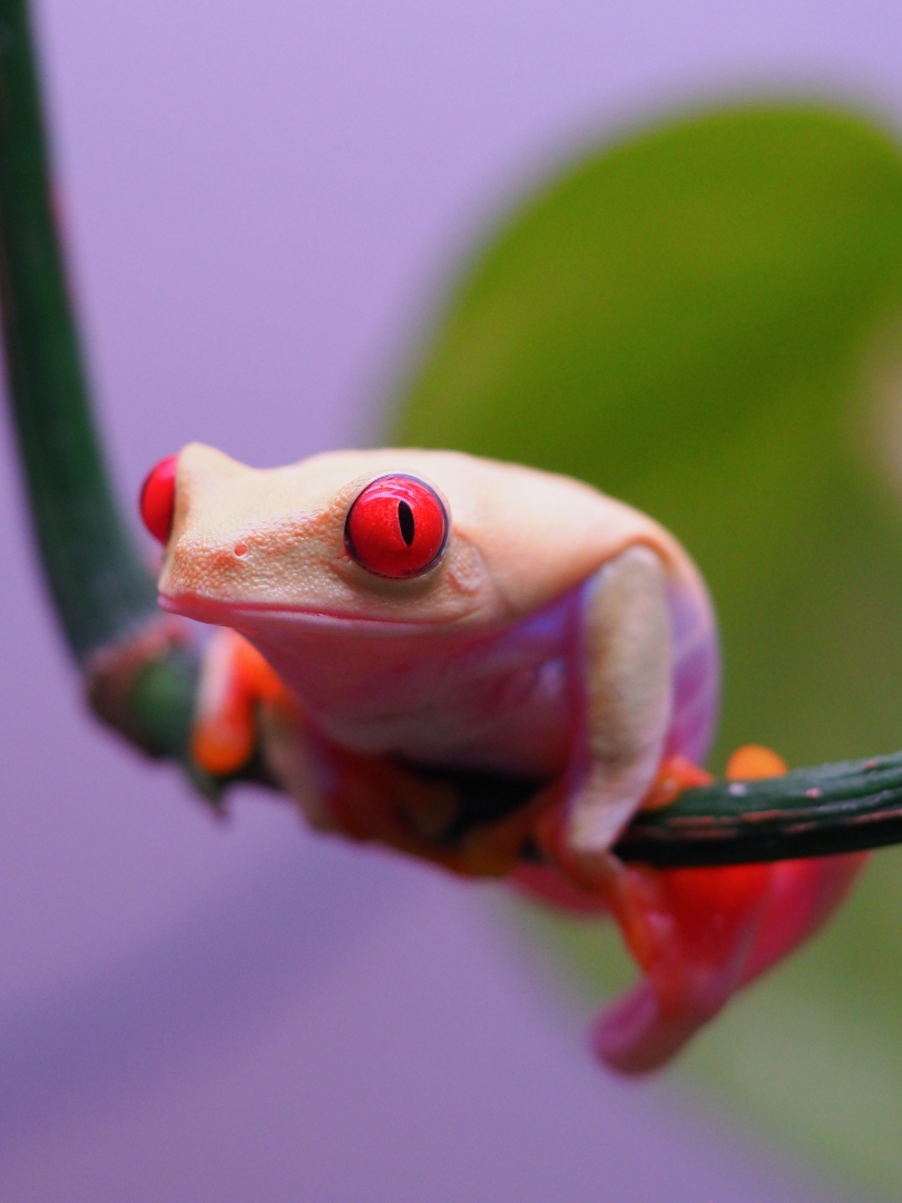 RETF_Albino_Male_01A