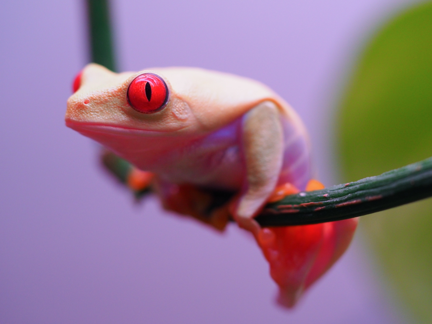 RETF_Albino_Male_01B