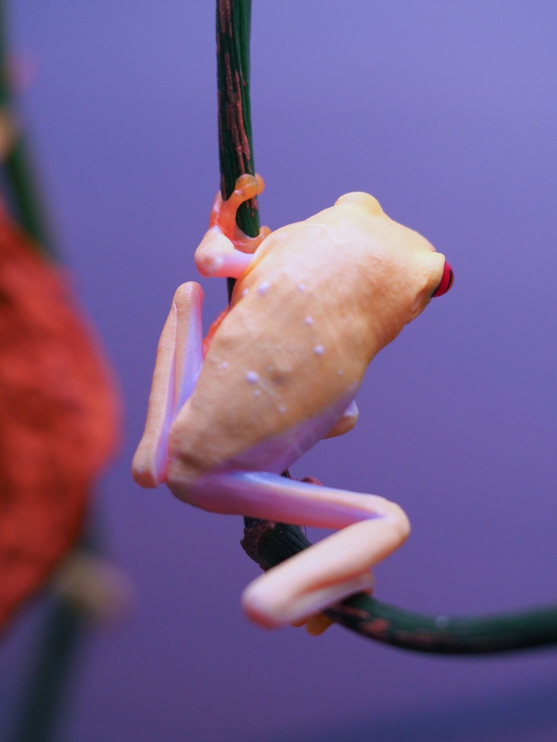 RETF_Albino_Male_02B
