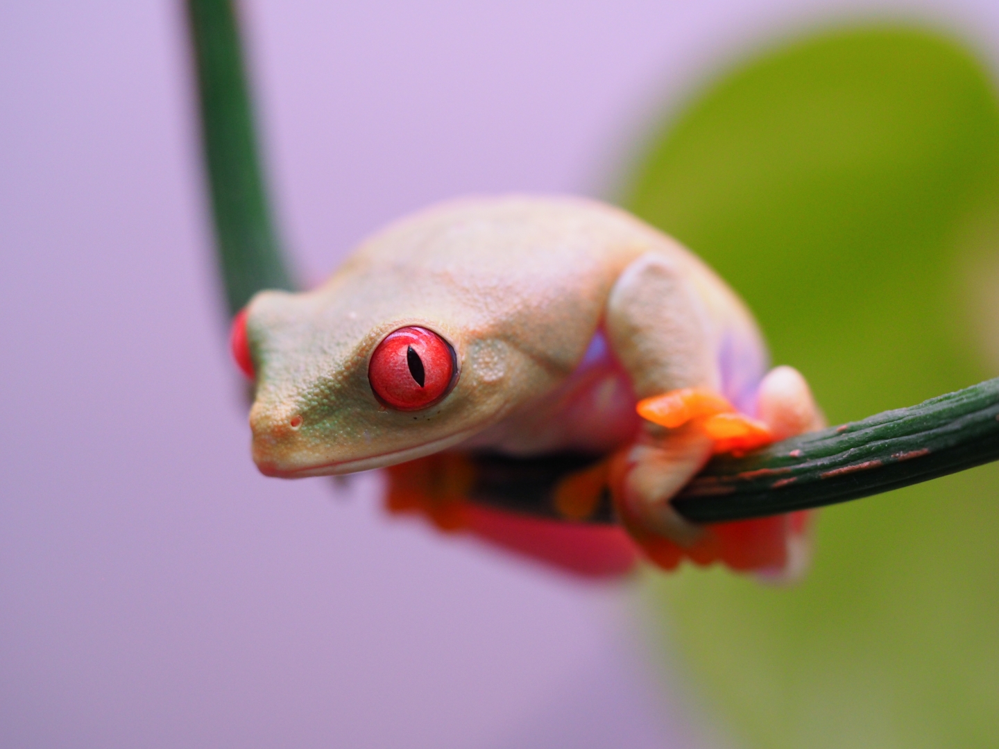 RETF_T_Albino_Male_01A