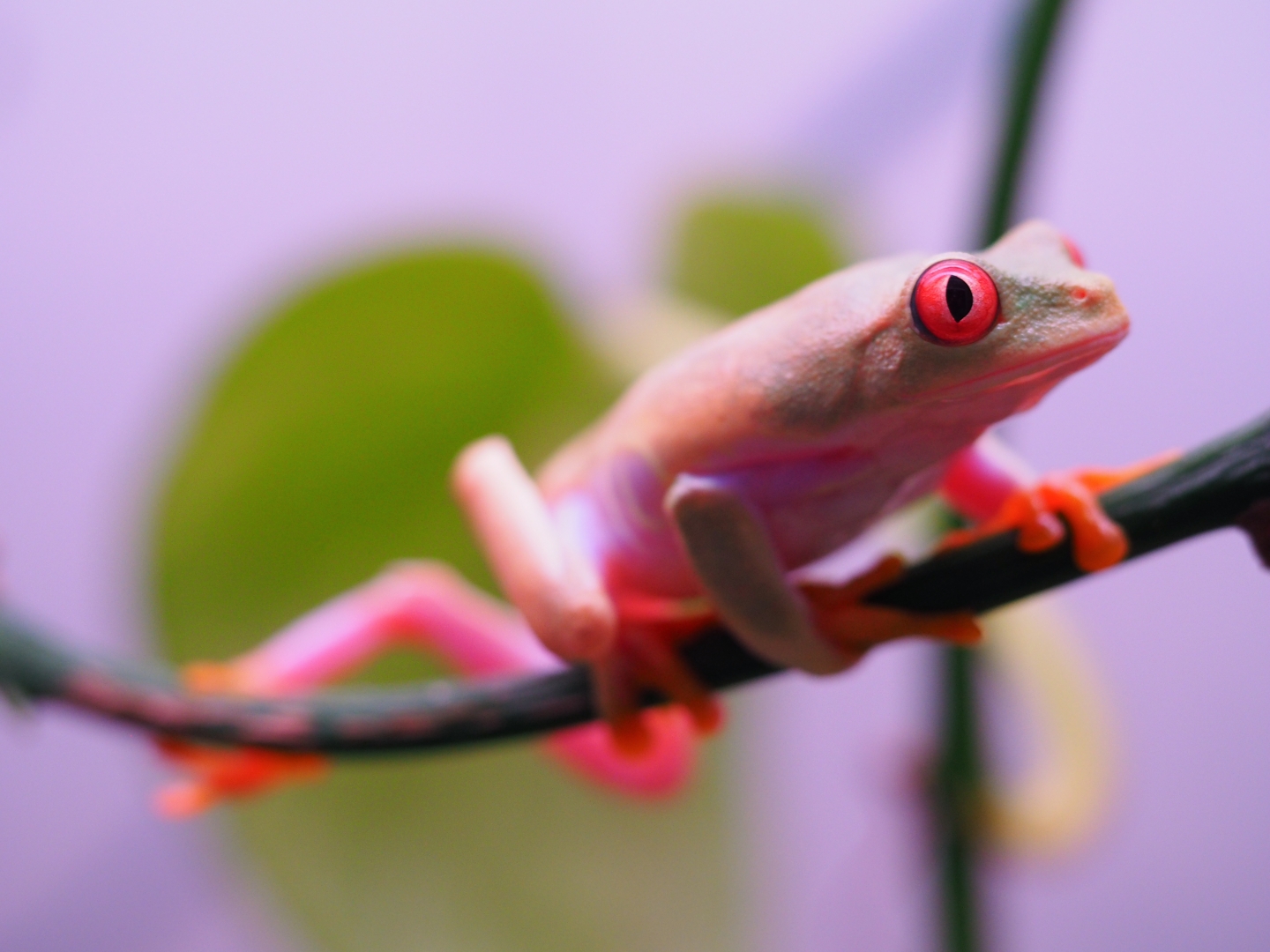 RETF_T_Albino_Male_01F