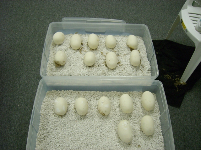 Retic Eggs