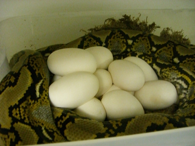 Retic Eggs